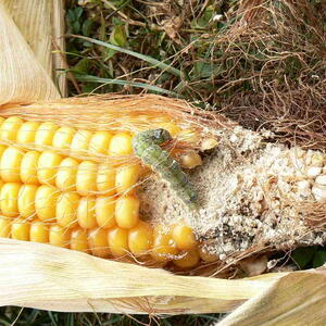 Corn earworm feeding on a corn cob
