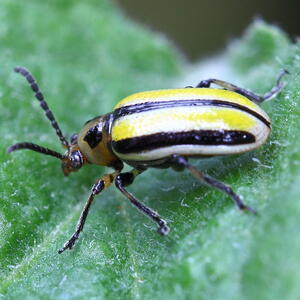Striped cucumber beetle on a leaf