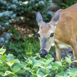 white-tailed deer eating plants in a garden