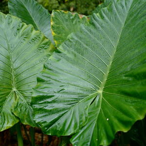 elephant ear leaves in the garden