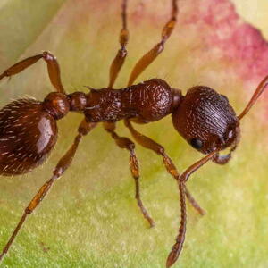 Fire Ant on a plant