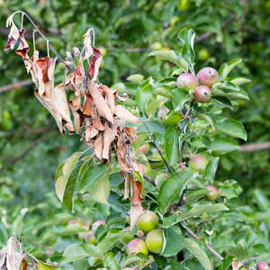 Bacterial burn on young apple tree branches in the garden. g