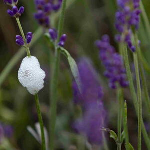 Spittlebug Foam on Flowers