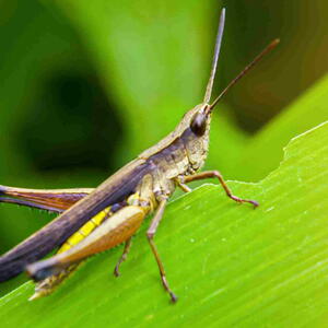Grasshopper chewing on a green leaf