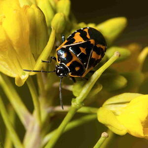 Harlequin bug feeding on a yellow flower.