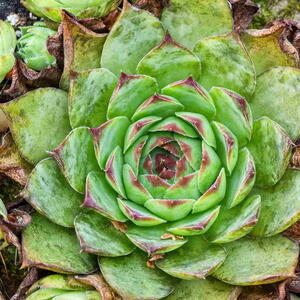 The common houseleek, Sempervivum tectorum, growing outdoors.