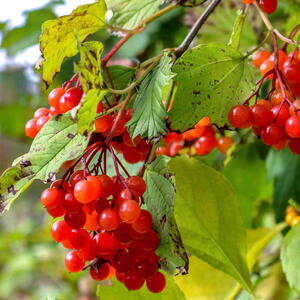 A close-up of a highbush cranberry during the autumn.