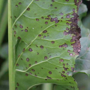 Cercospora leaf spot (Cercospora beticola). 