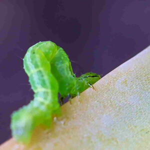 Cabbage Looper Moth Caterpillar (Trichoplusia ni) on a green and red succulent leaf.