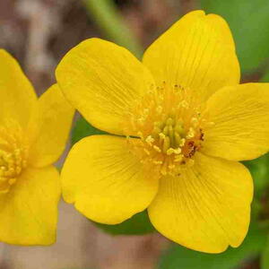 Marsh Marigold