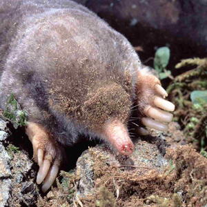 Mole (Scalopus Aquaticus)