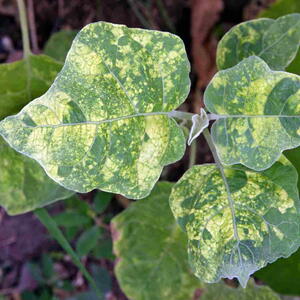 virus disease on eggplant, yellow leaf mosaic