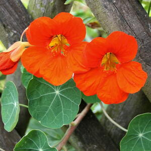 Nasturtium flower with round green leaves