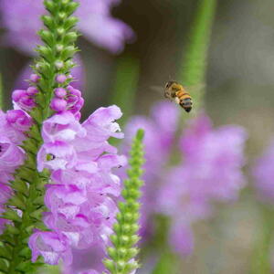 Obedient plant (Physostegia virginiana) pink flower spikes with bee pollinating