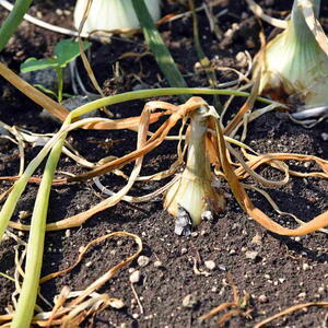 plant disease, onion rot in production field