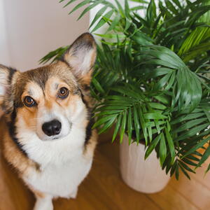 Welsh corgi pembroke dog and chamedora elegans home plant in a pot