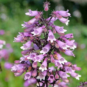 Pink and white Penstemon digitalis ‘Dakota Burgundy’ in flower.