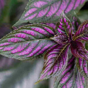 Close-up of iridescent purple leaves on a Persian Shield plant.
