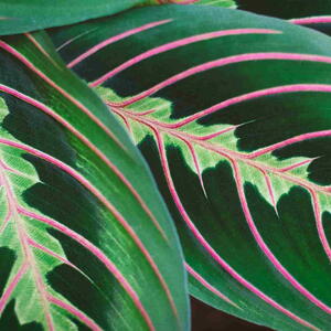 Maranta leuconeura, Prayer plant close up. Bicolor leaves texture.