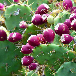 Prickly Pear