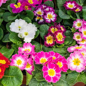 Colorful primrose flowers in pink, red, white, and purple with yellow centers