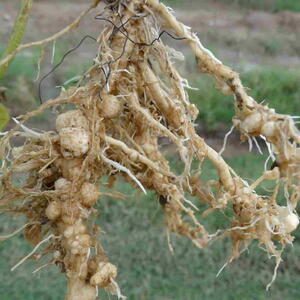 roots pulled up with root-knot nematode infection