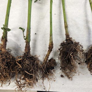 Tomato roots showing dark, damaged growth caused by root rot