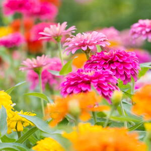 Mixed pink, yellow, and orange zinnia flowers blooming in a sunny summer garden.