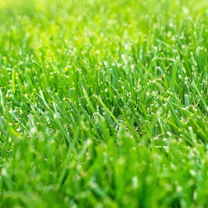 Tall Fescue Grass Lawn in sunshine