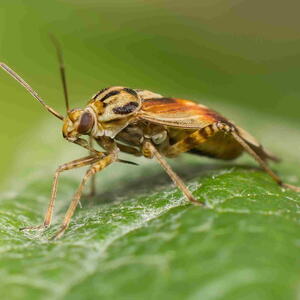 Tarnished plant bug (Lygus lineolaris) on a leaf