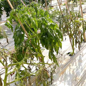 Tomato plant showing sudden wilting caused by bacterial wilt