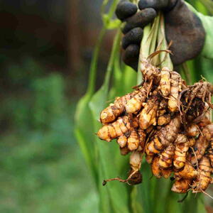 farmer's hand holds a bunch of turmeric that has just been dug and harvested