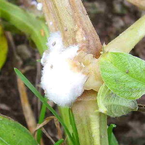 White cottony mycelium of Sclerotinia sclerotiorum on plant stem causing white mold disease.