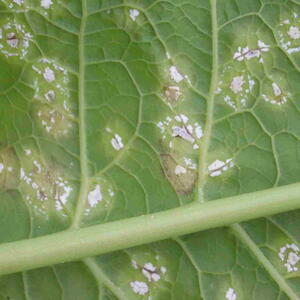 Symptoms of white rust in Mustard plant