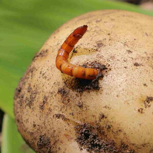 A wireworm pest emerging from a freshly dug potato