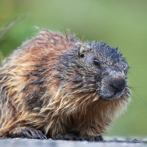 a woodchuck/groundhog in the garden