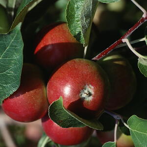 apples hanging on an apple tree