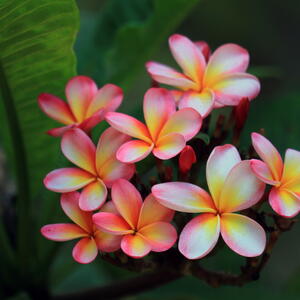 yellow and pink Plumeria flower