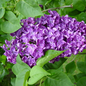 purple Yankee Doodle Lilac flowers