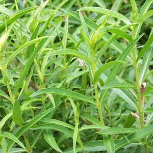 Tarragon in the garden
