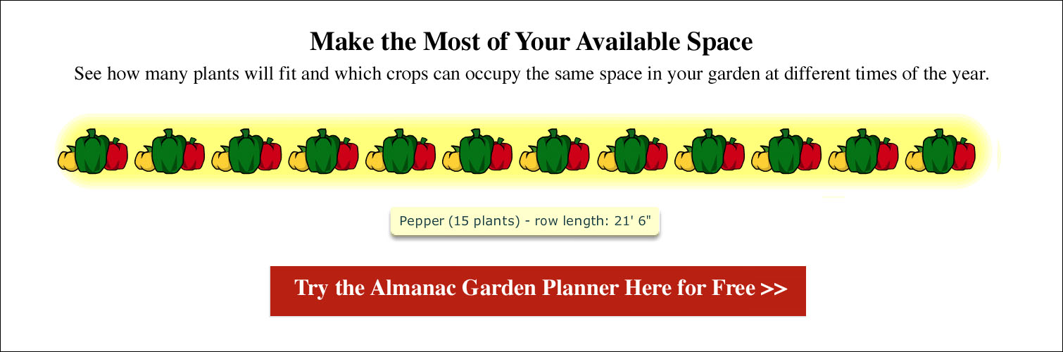 Spacing for Peppers