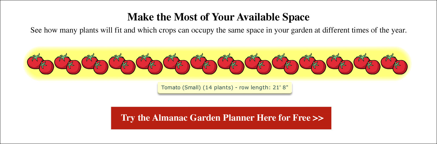 Spacing for Tomatoes