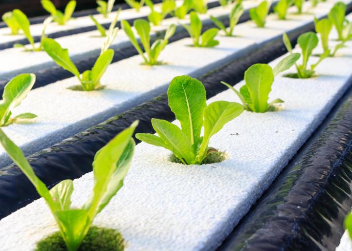 Hydroponic lettuce. Photo by poramesstock/Shutterstock.