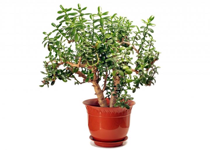 Jade plant in a red planter. Photo be trambler58/Shutterstock.