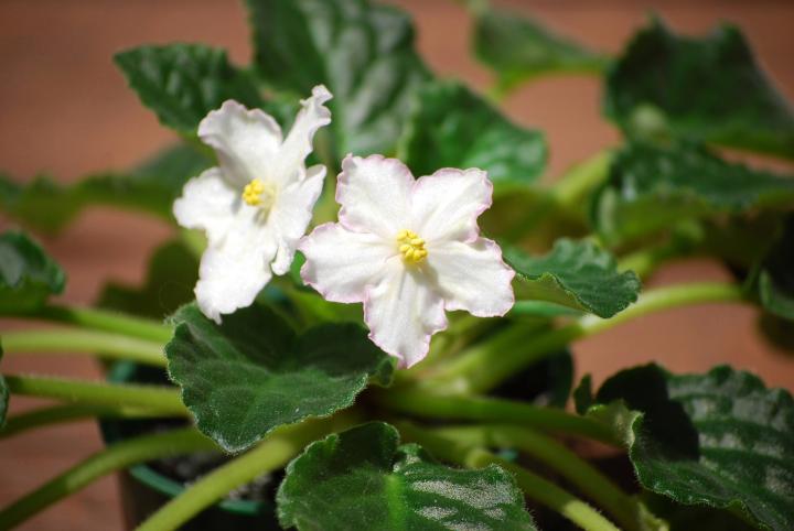 African violet flowers in white 