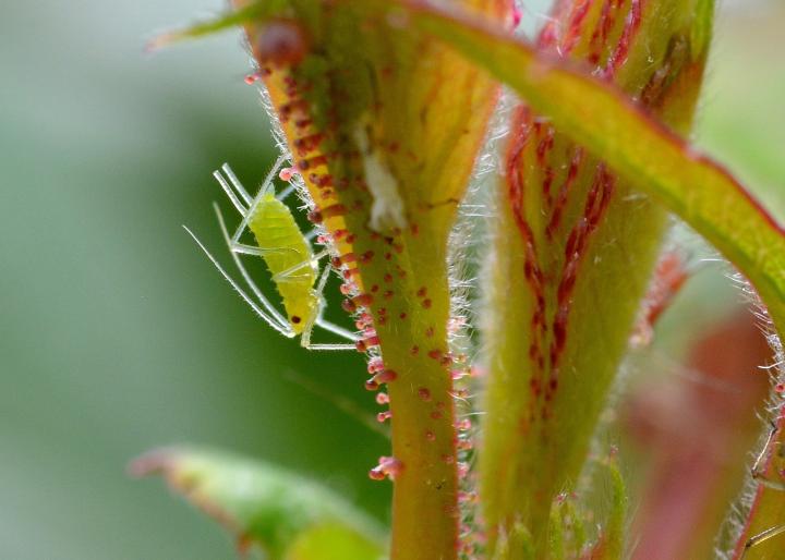 Rose Aphid on a plant