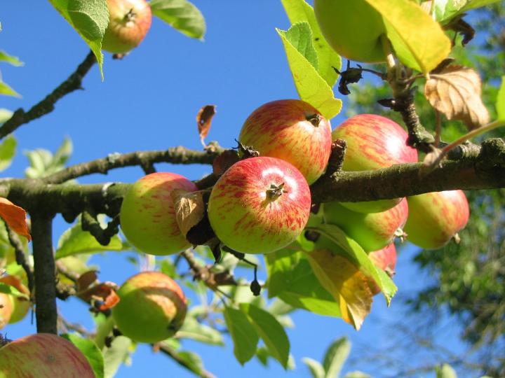 apples on an apple tree