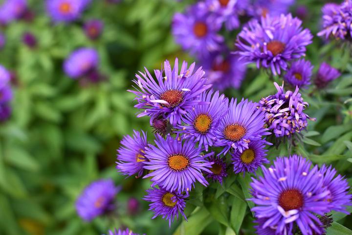 Purple Aster flowers, September Birth Flowers
