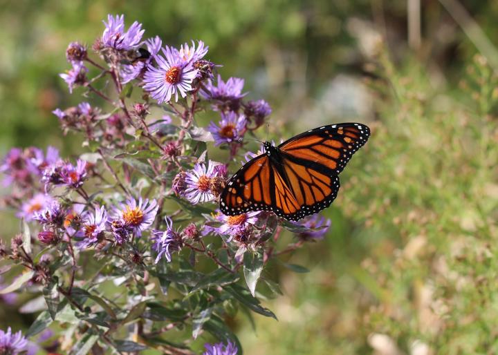 Aster and monarch butterfly