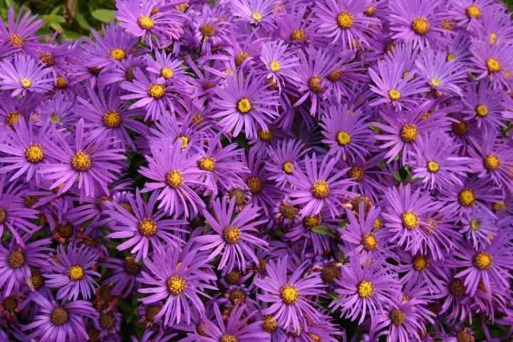 asters